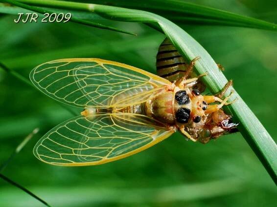 Obrázek - Cicadetta montana (cikáda chlumní) | BioLib.cz