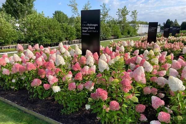 Hortenzie latnatá LIVING PINK & ROSE krásná NOVÁ JAHODOVÁ ODRŮDA Výška sazenice 20–30 cm