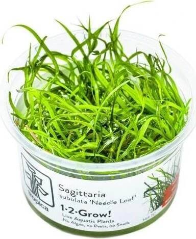 Sagittaria subulata - Šípatka šídlatá