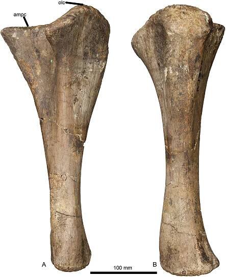Fig 5. Left ulna of Haestasaurus becklesii (NHMUK R1870). A, anterolateral view (with anteromedial process directed mainly medially); B, posterior view (with posterior process directed towards the observer). Abbreviations: ampc, concave surface of the anteromedial process; olc, olecranon.