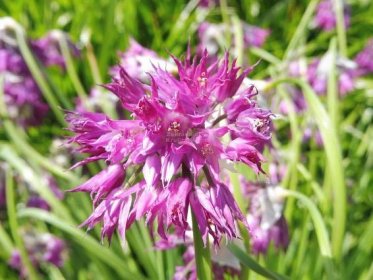 Allium cyathophorum var. farreri - česnek okrasný Zahradnictví Krulichovi - zahradnictví, květinářství, trvalky, skalničky
