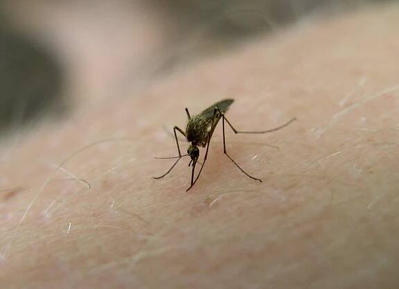 Culex pipiens - komár pisklavý