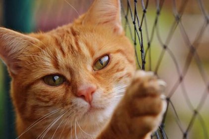 Bezpečné větrání - sítě pro kočky