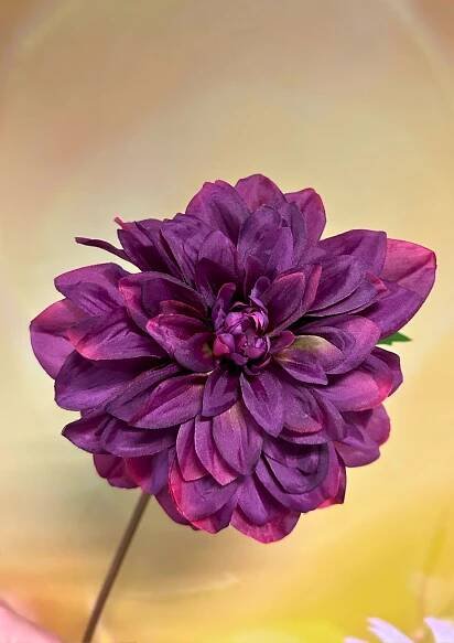 Dahlie Fuchsia pink detail