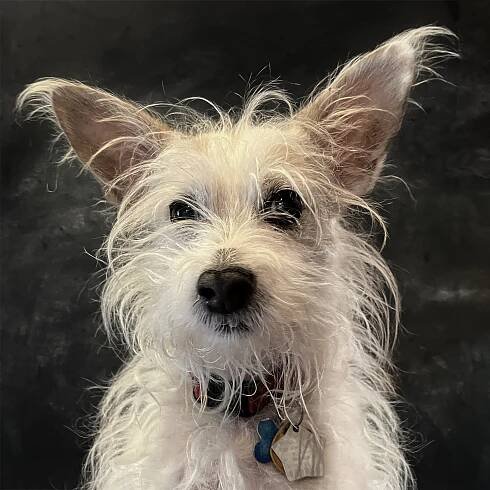 Rufus