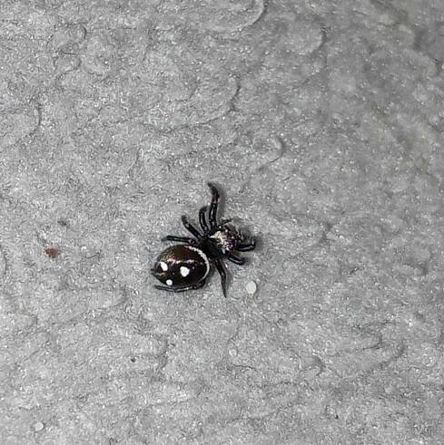 Phidippus regius everglades