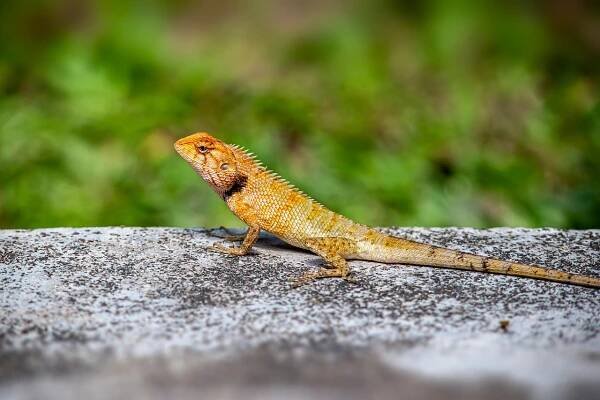 Calotes Versicolor