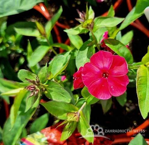PHLOX PANICULATA - FLAME WATERMELON ®