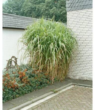 Miscanthus giganteus / Ozdobnice velká, K11