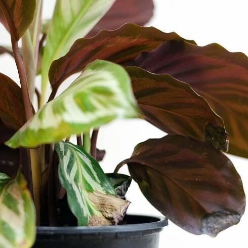 Guide to Pruning & Shaping Your Plants — STUMP PLANTS · WARES · COMMUNITY