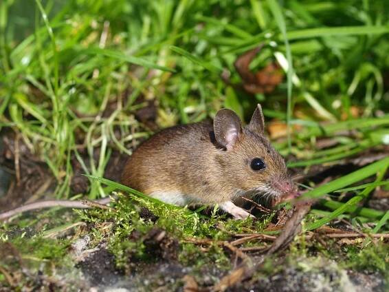 Myš lesní (Apodemus Sylvimus sylvaticus) myš lesní, velikost znaky popis ocas srst barva srst lebka délka těla plocha rozšíření