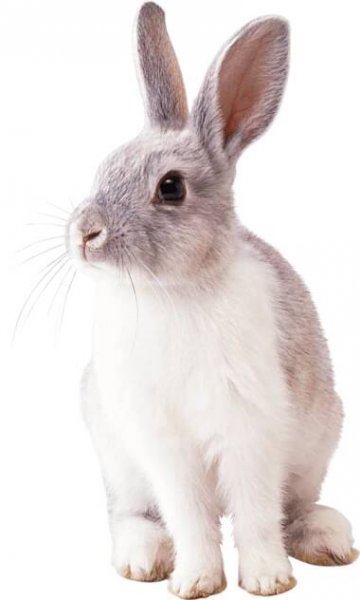 Králík