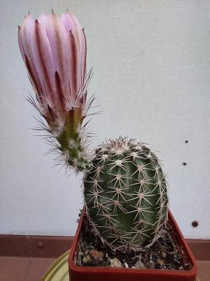 Kaktus Echinocereus