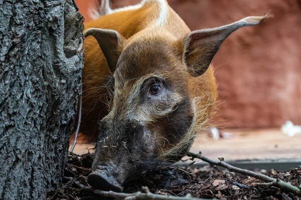 V ZOO PRAHA NYNÍ UVIDÍTE CHARISMATICKÉ ŠTĚTKOUNY • Pestrá Praha