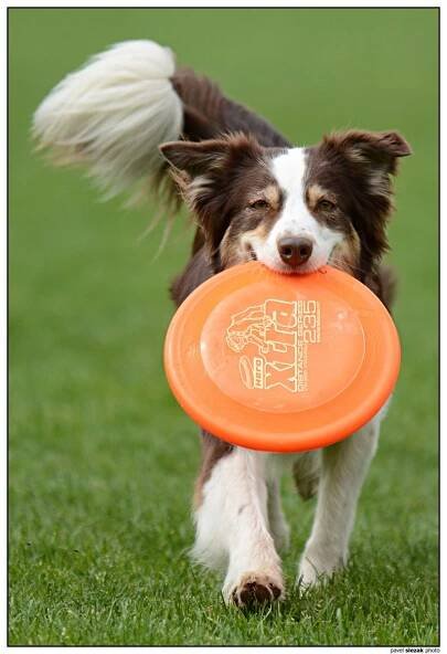 Ulli - Fotoalba - KDDF Tovačov 2013 - mé první letošní dogs frisbee závody