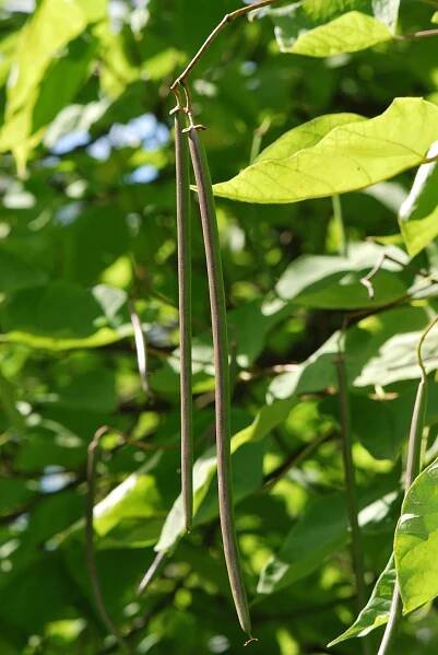 Katalpa trubačovitá (Catalpa bignonioides)