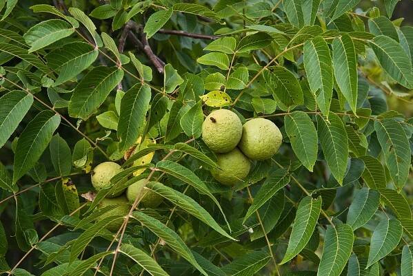 Black walnuts