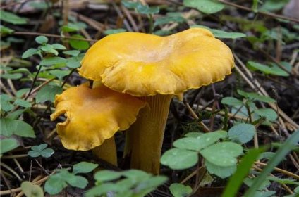 I v říjnu rostou jedlé houby jako po dešti - BYLINKY DNES