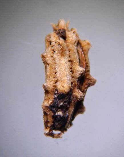 caucalis-lappula