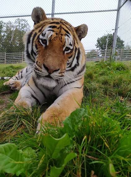 Tygr v táborské zoo - GALERIE: Prázdné areály zoologických zahrad (9/10)