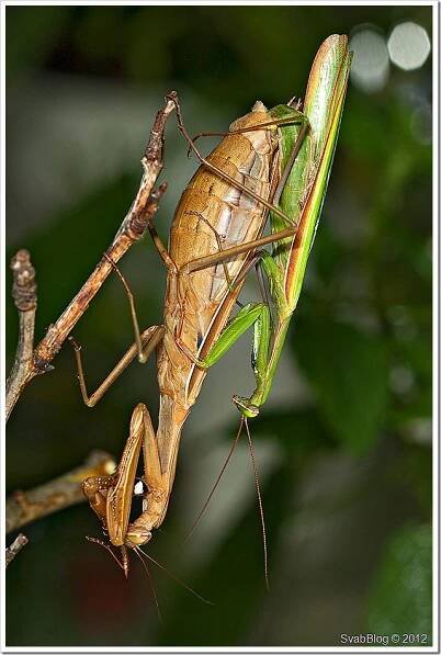 Kudlanka nábožná (Mantis religiosa (Linnaeus, 1758))