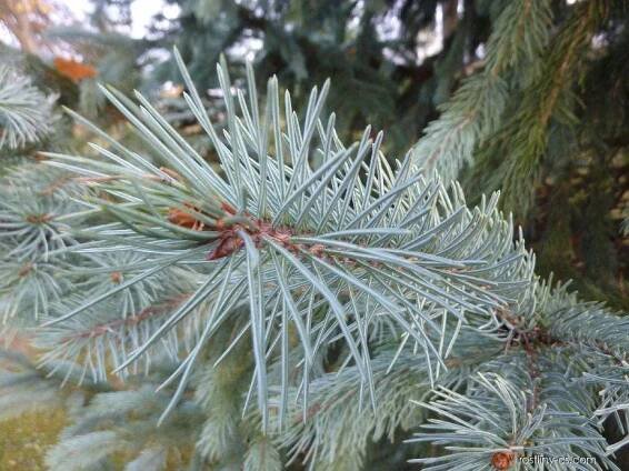 Smrk Engelmannův - Picea engelmannii
