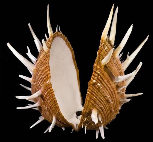 File:SpondylusII.jpg - Wikimedia Commons