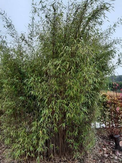 Fargesia nitida ‘Great Wall’ – B-Plant