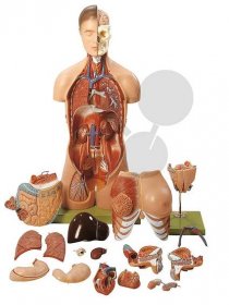 Model části lidského těla s hlavou a výměnnými pohlavními orgány - SKOLATO - nábytek a vybavení pro školy, MŠ a obce