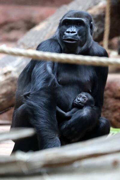 Gorilí samička z pražské zoo dostala jméno Mobi. Jeho význam je dědička