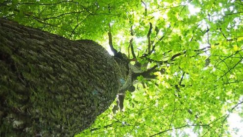 Čertův dub (strom, Choceňsko)