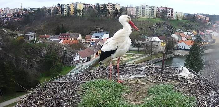 Čápi se vrací. Třebíčský Tonda už je v hnízdě, na přílet jeho partnerky Týny se netrpělivě čeká