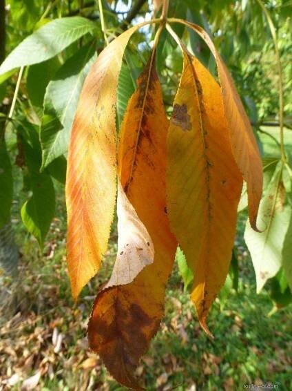 Jírovec marylandský - podzimní list (Aesculus marylandica)