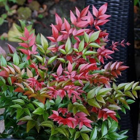 Nebeský bambus, nandina - Zahradní centrum "Strakovo" s.r.o.