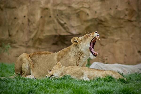 Lions qui rugit au Zoo de Beauval