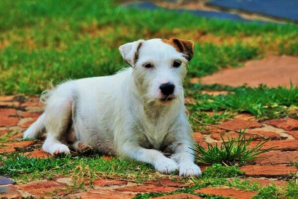 Jaký je život s Jack Russel teriérem? | Svět zvířat