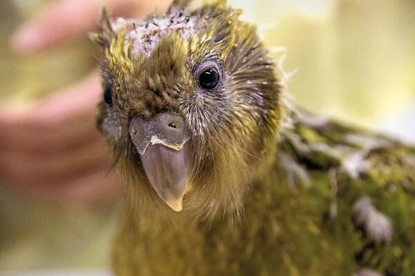 Kakapo s boulí