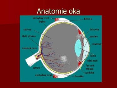 Anatomie oka