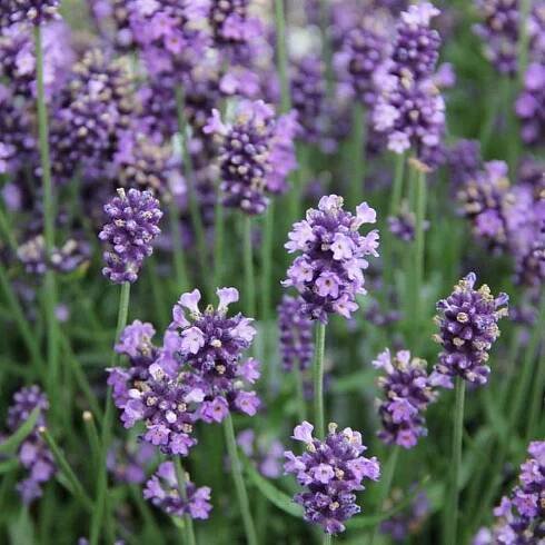 Levandule úzkolistá Hidcote květináč 18cm