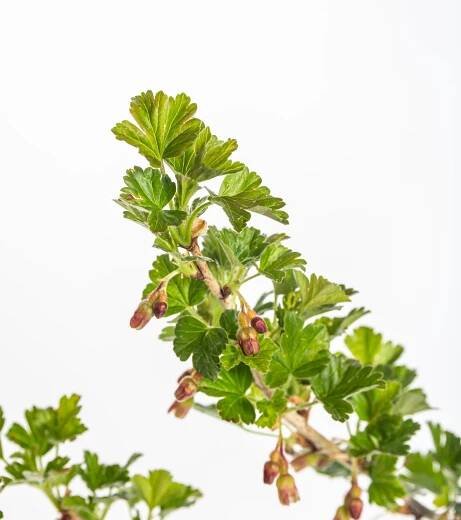 Angrešt bílý, Ribes uva-crispa Invicta, skladem | ZAZUMi.cz