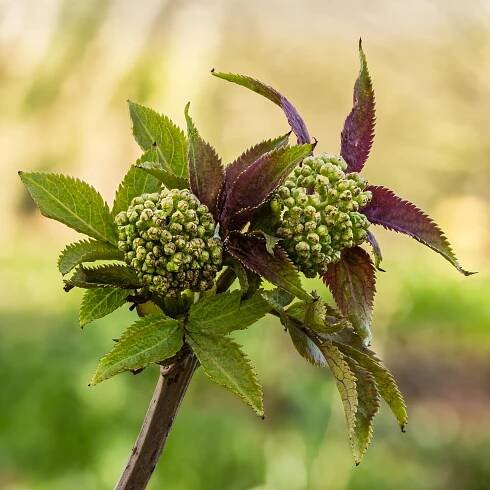 File:Bloemknoppen van een vlier (Sambucus serenade). 14-04-2021 (actm.) 01.jpg - Wikimedia Commons