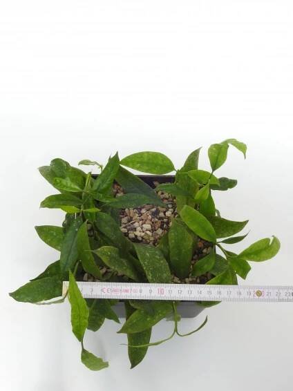 Hoya multiflora java IML 153