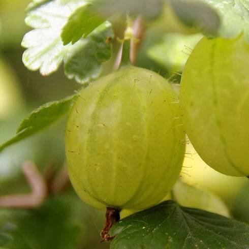 Sazenice angreštu – Angrešt bílý – Ribes uva-crispa
