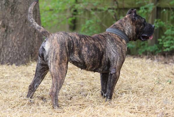 Past - Cabeza Grande Kennel