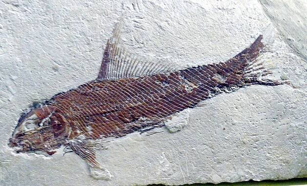 Evolutie (biologie) - Wikipedia