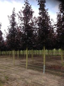 Acer platanoides 'Royal Red' product