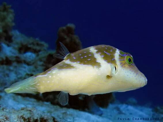 Canthigaster coronata - Hranobřich korunkatý