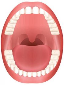 zuby otevřené ústa dospělý chrup - lidská ústa stock ilustrace