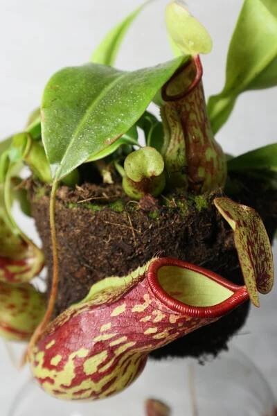 Plant Profiles — The Grow