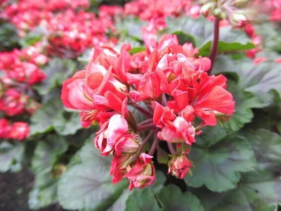Pelargonium " Vectis Rose " - pelargonie, muškát Zahradnictví Krulichovi - zahradnictví, květinářství, trvalky, skalničky